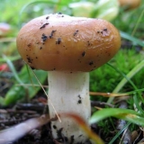 Valui: gdje raste gljiva, kako izgleda, da li se može jesti